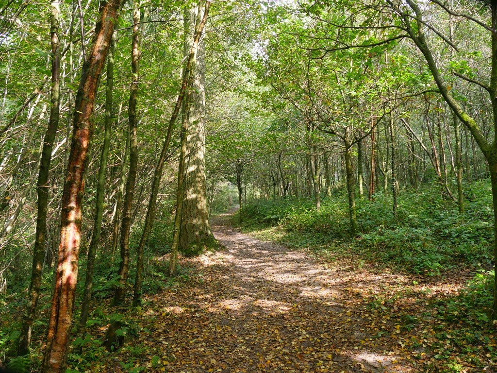 Nymans Woodland Trail – 5.2km