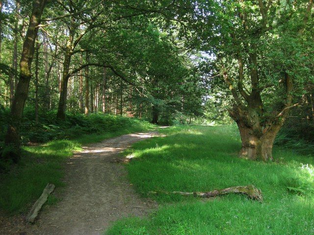 Cowdray Forest – 5.5km