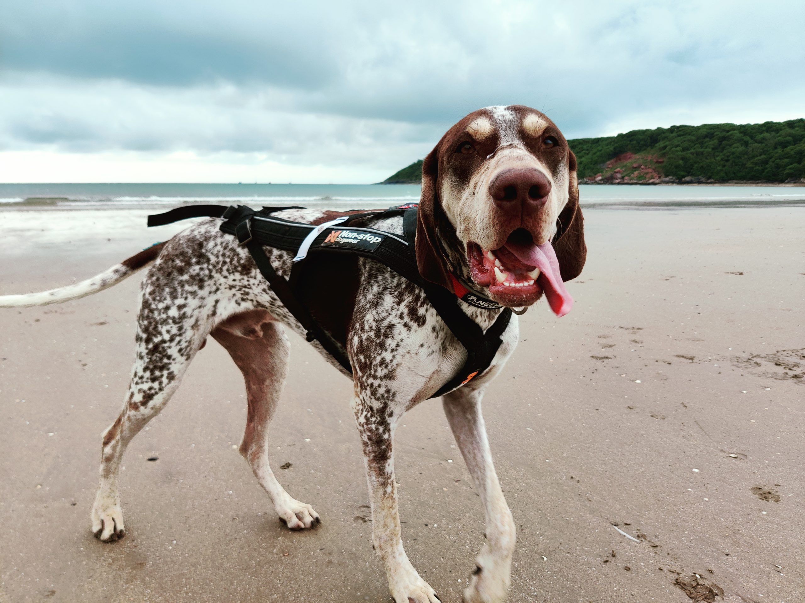 Beginners Guide #0. – Calling All Dog Lovers! Ready to Unleash Your Inner Trail Blazers? Welcome to Our 5-Week Canicross Adventure!