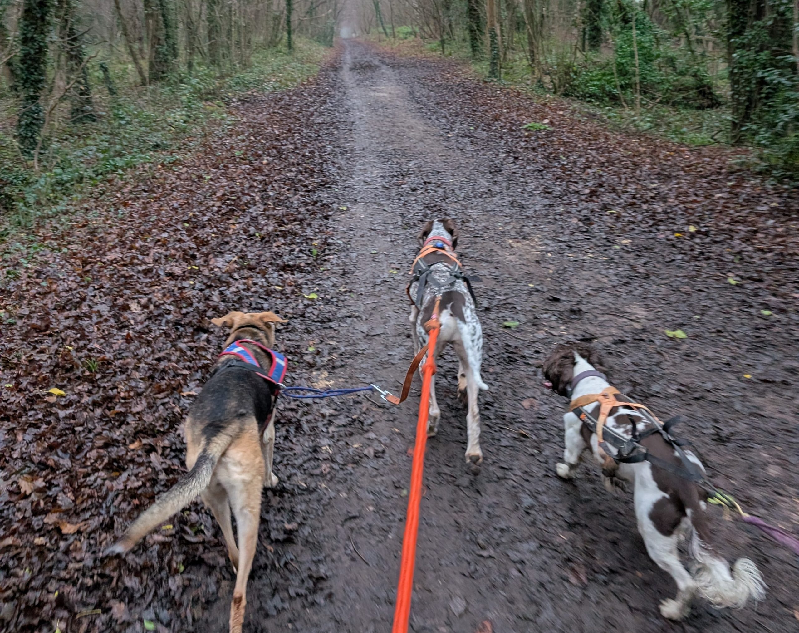 Beginners Guide #3. – Pacing Perfect: How to Match Your Dog’s Canicross Speed (They’re the Engine, You’re the Steering Wheel!)