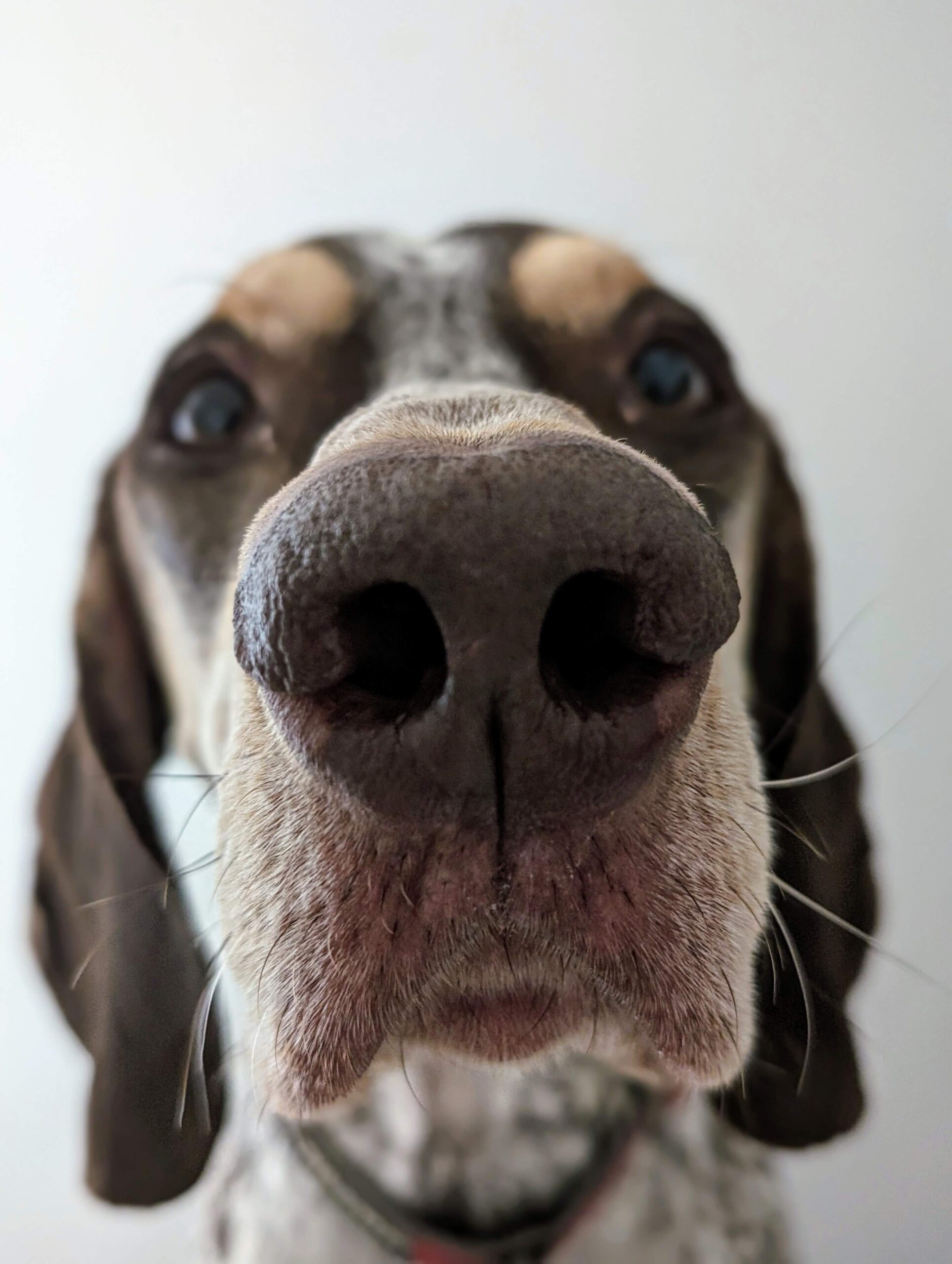 The Unsung Heroes of Running: Our Dogs’ Noses