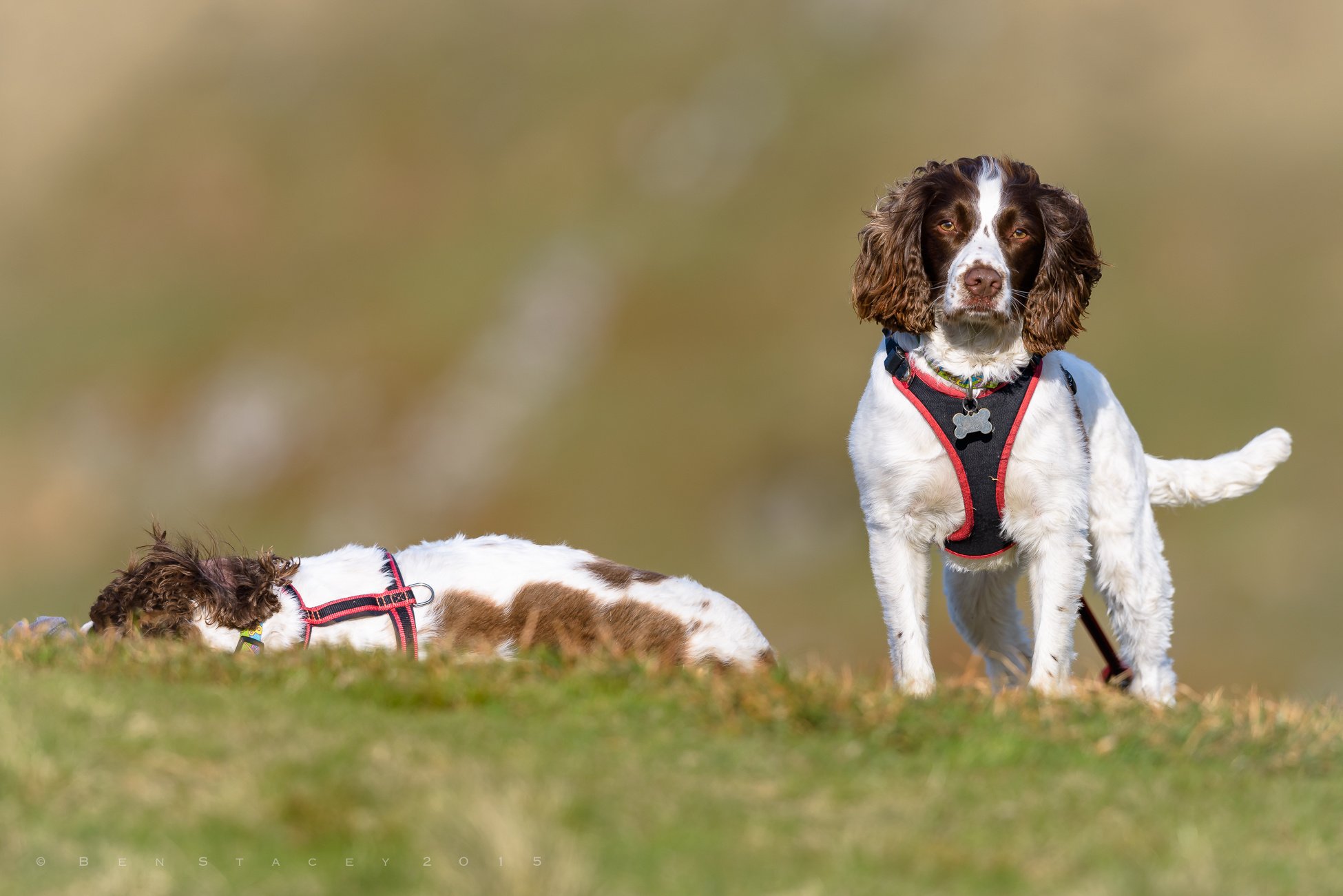 Working Dog Health – Or, Why My Dog’s Physio Bill Is Higher Than Mine